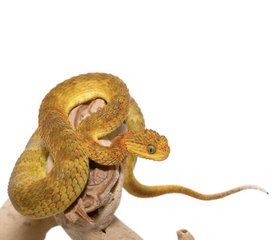 yellow orange squamigera bush viper