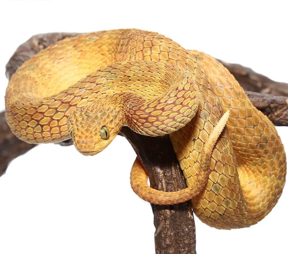 yellow squamigera bush viper e1722042199308