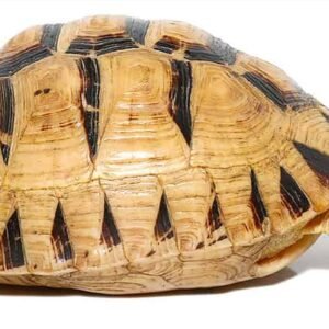 t+ albino greek tortoise for sale