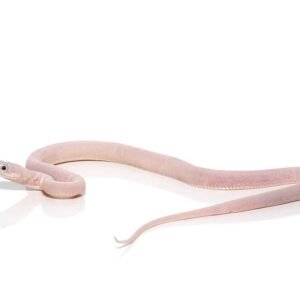 c.b. baby scaleless leucistic everglades ratsnake for sale