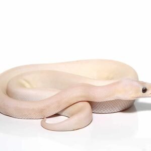 baby banana champagne super pastel ball python for sale