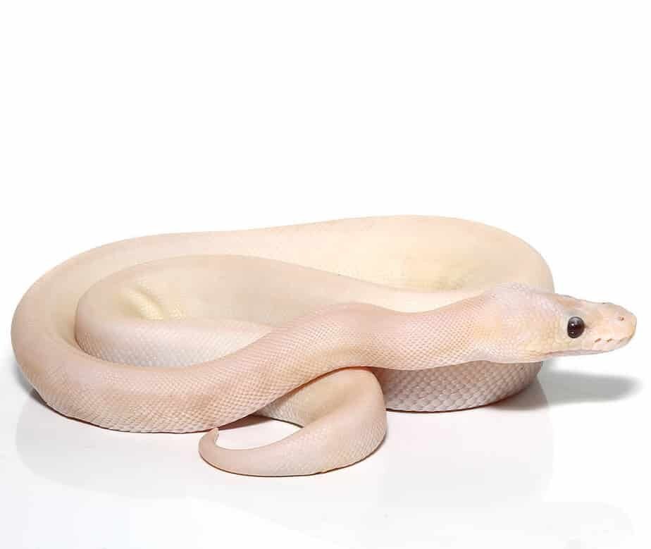 baby banana champagne super pastel ball python for sale baby banana champagne super pastel ball python for sale