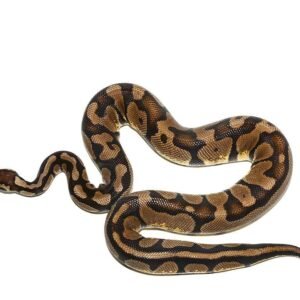 pastel het desert ghost ball python for sale