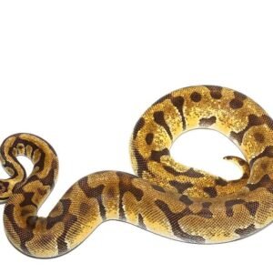 pastel super enchi ball python for sale