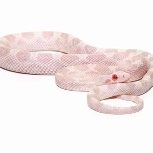 baby avalanche cornsnake for sale