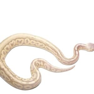 baby banana sterling ball python for sale