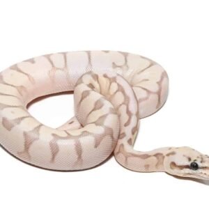 baby bumblebee butter enchi ball python for sale