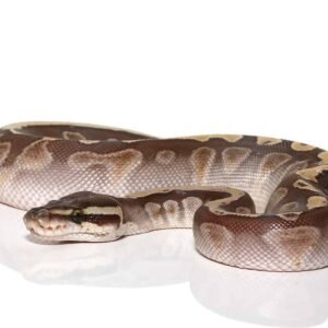 baby butter ghi ball python for sale