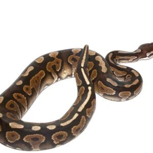 baby cinnamon yellowbelly ball python for sale
