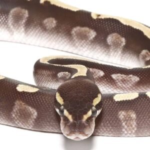 baby ghi mojave yellowbelly ball python for sale