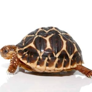 baby indian star tortoise for sale