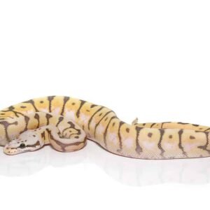 baby killerbee scaleless head ball python for sale