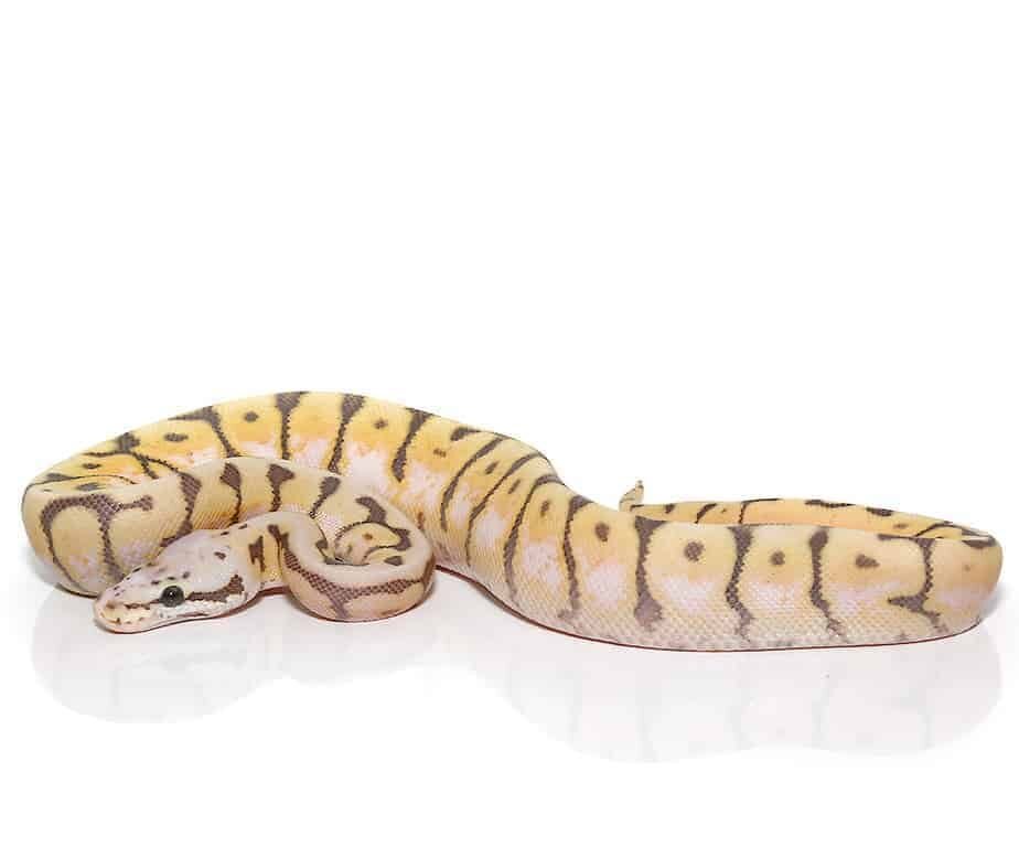 baby killerbee scaleless head ball python for sale baby killerbee scaleless head ball python for sale