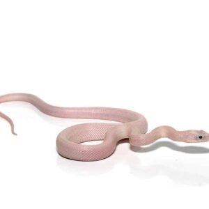 c.b. baby leucistic everglades ratsnake het scaleless for sale