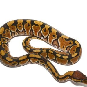baby special het clown ball python for sale