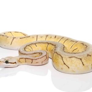 baby spinnerblast scaleless head ball python for sale