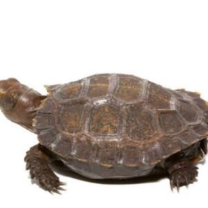 baby burmese brown mountain tortoise for sale