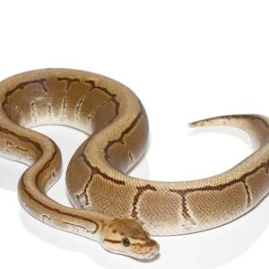 fire pinstripe het gen stripe ball python for sale