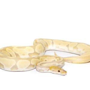 yearling bongo candino ball python for sale