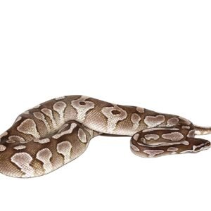 vpi axanthic butter ball python for sale