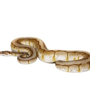 lesser spider ahi ball python for sale