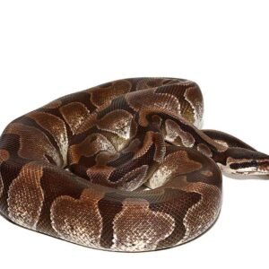 vpi axanthic enchi ball python for sale