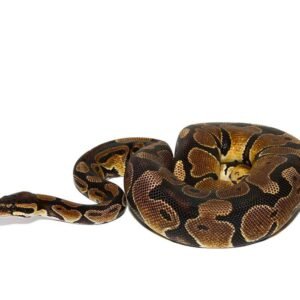 arroyo ball python for sale