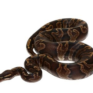 chocolate ghi ball python for sale