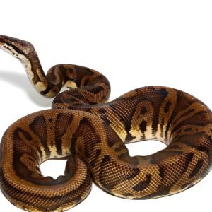 leopard nanny pastel ball python for sale