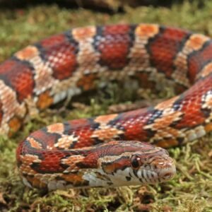collier county cornsnake for sale