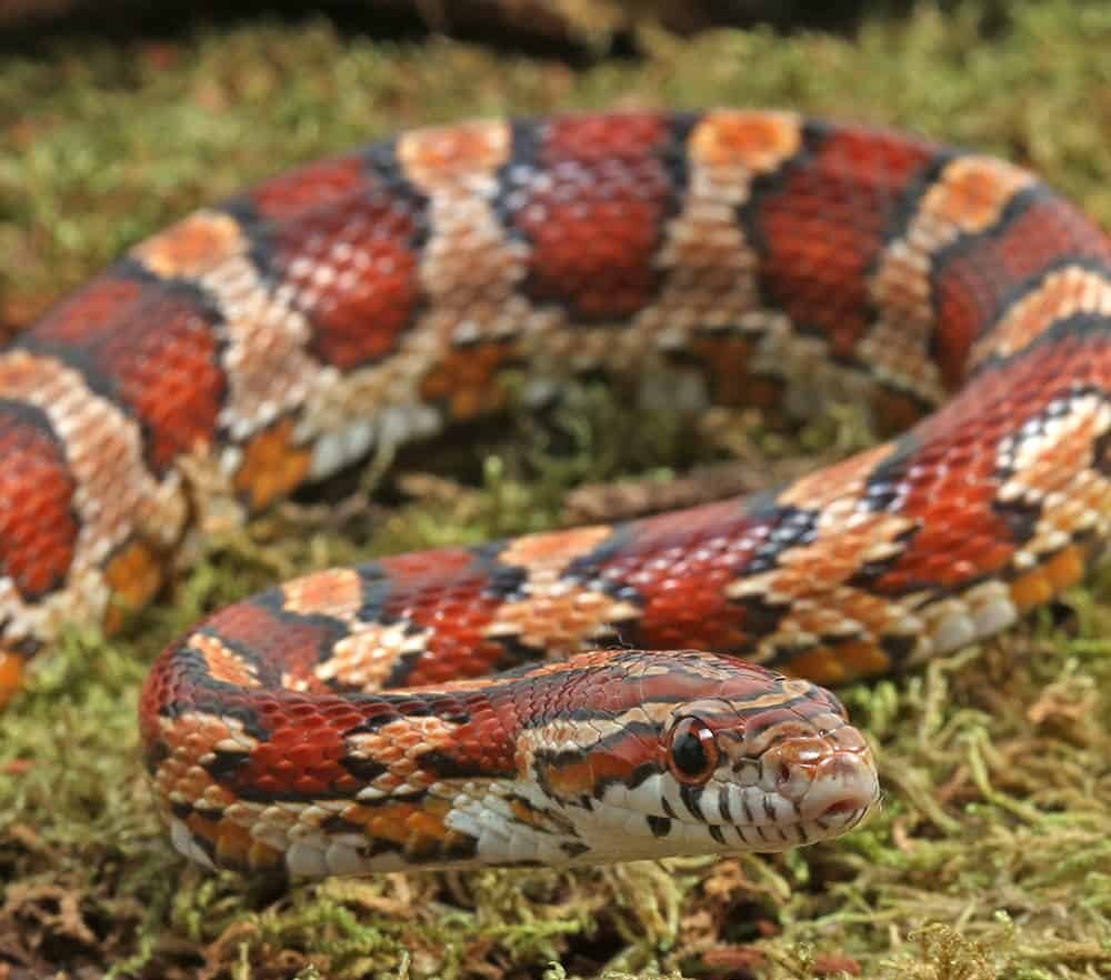 collier county cornsnake for sale collier county cornsnake for sale