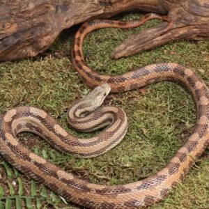 gulf hammock ratsnake for sale