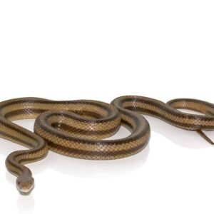 6 foot yellow ratsnake for sale