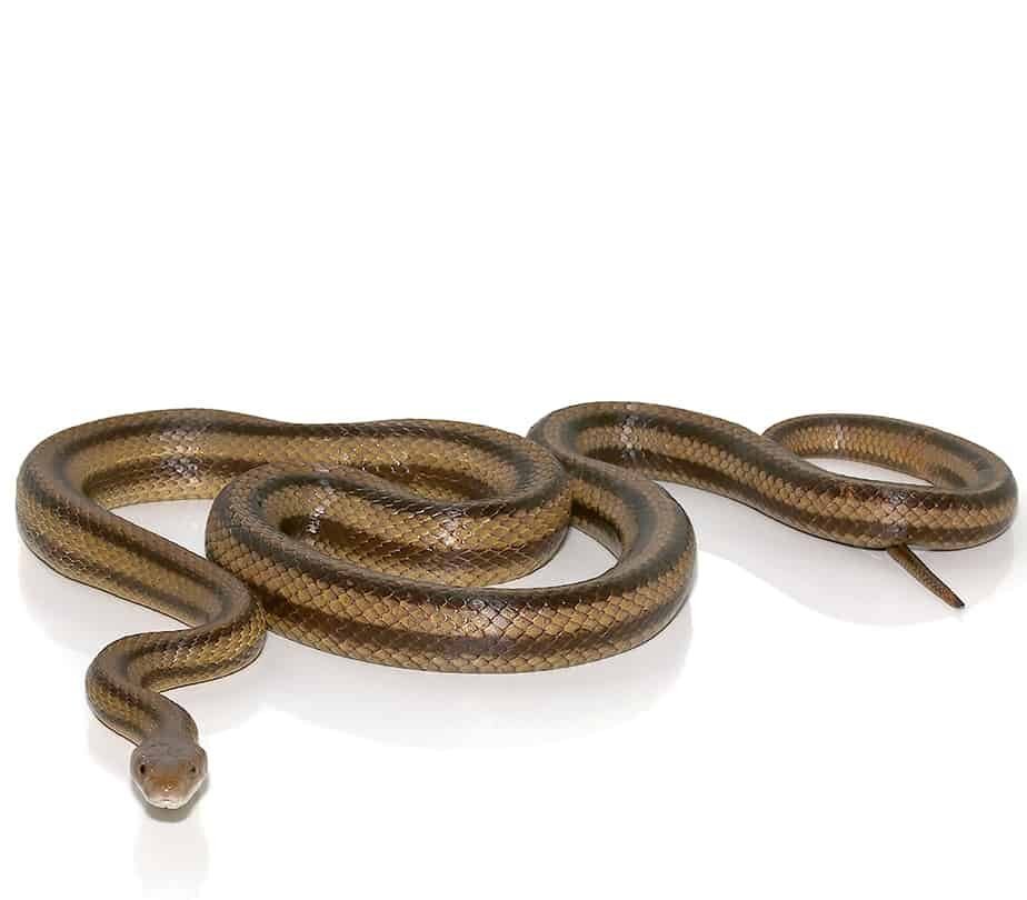 6 foot yellow ratsnake for sale 6 foot yellow ratsnake for sale