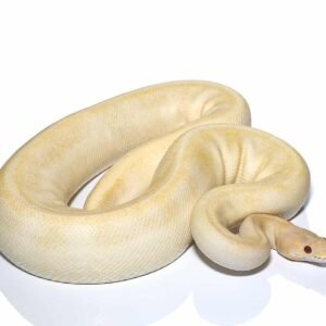 pinstripe candino champagne ball python for sale