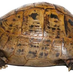 golden greek tortoise for sale