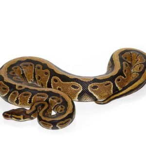 adult striped ball python for sale