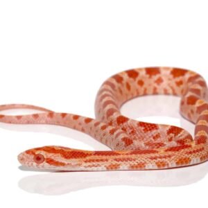 c.b. baby albino diffused cornsnake (fire) for sale