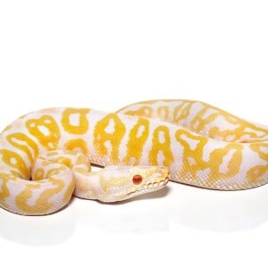 baby albino leopard pastel ball python for sale