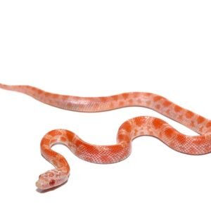 c.b. baby albino sunkissed cornsnake for sale