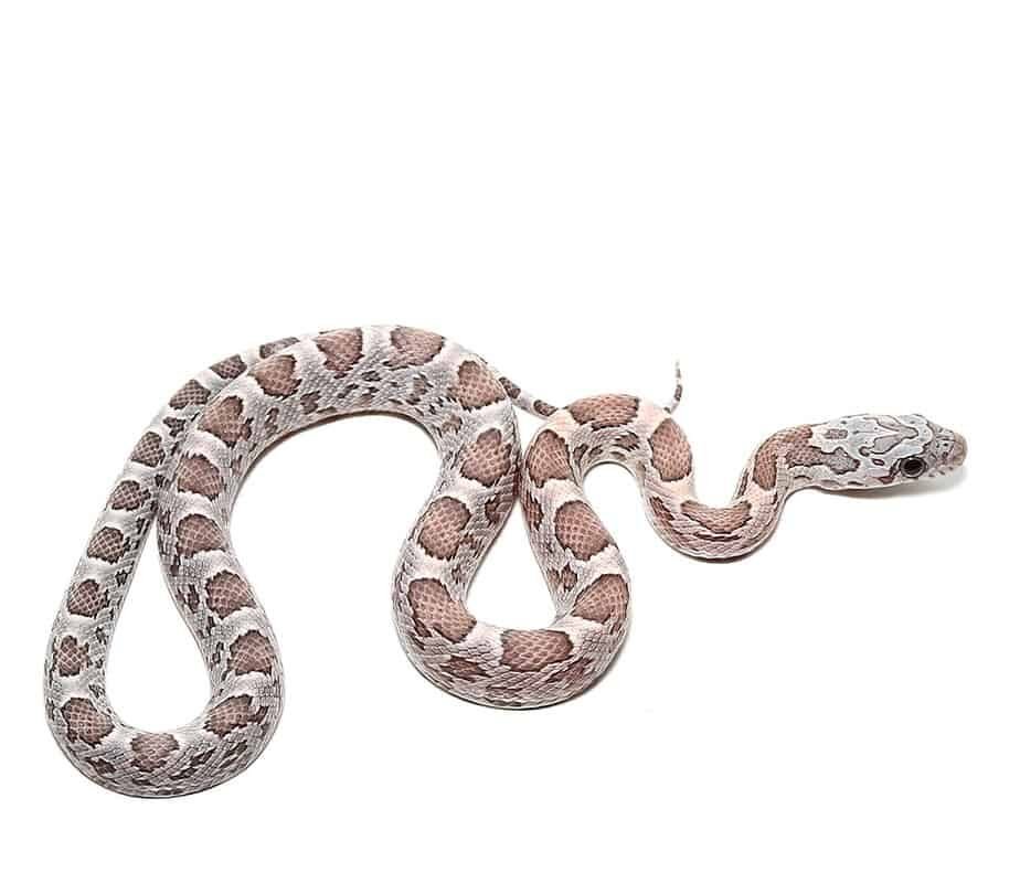 c.b. baby anery sunkissed cornsnake het hypo lava striped motley for sale