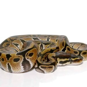baby ball python het vpi axanthic for sale