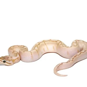 baby bamboo spider ball python for sale