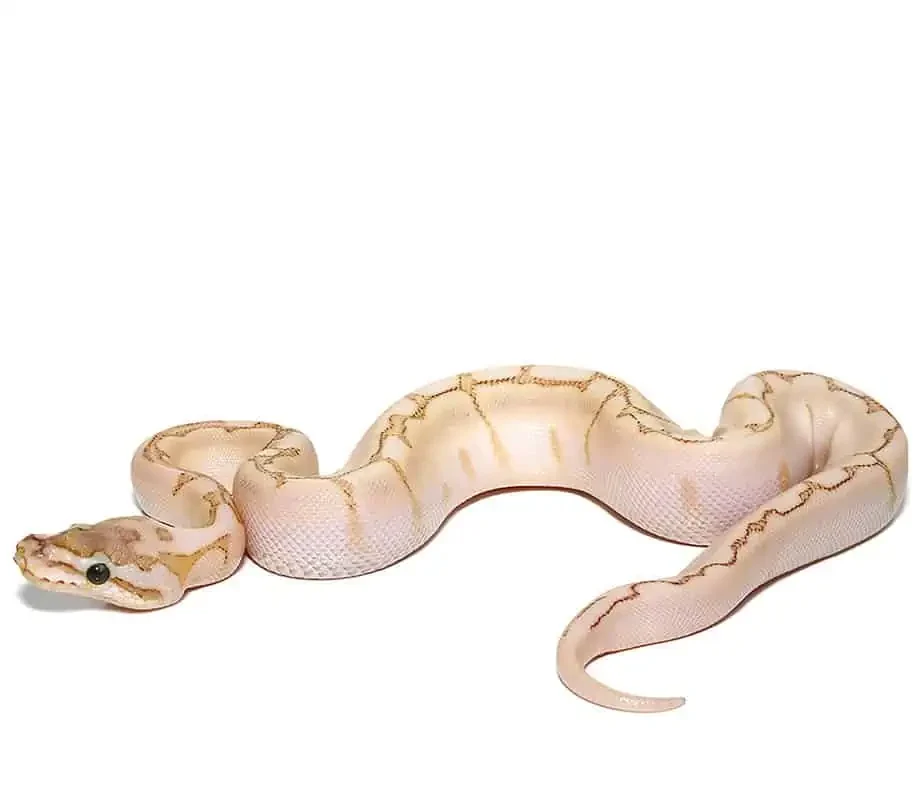 baby bamboo spider ball python for sale baby bamboo spider ball python for sale