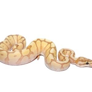 baby banana spider mystic ball python for sale