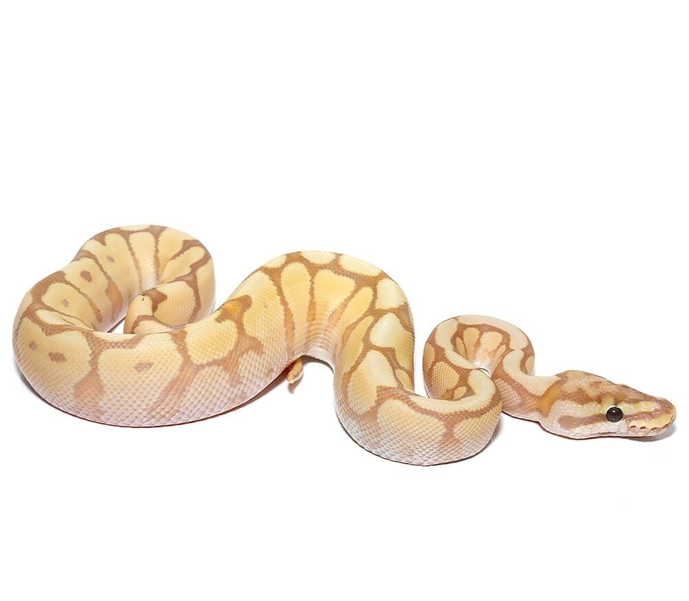 baby banana spider mystic ball python for sale baby banana spider mystic ball python for sale