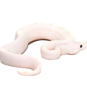 baby black eye leucistic ball python for sale