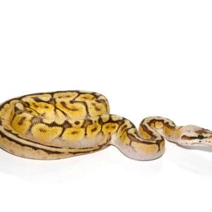 baby bongo bumble bee ball python for sale
