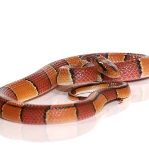 baby broad banded mountain ratsnake for sale