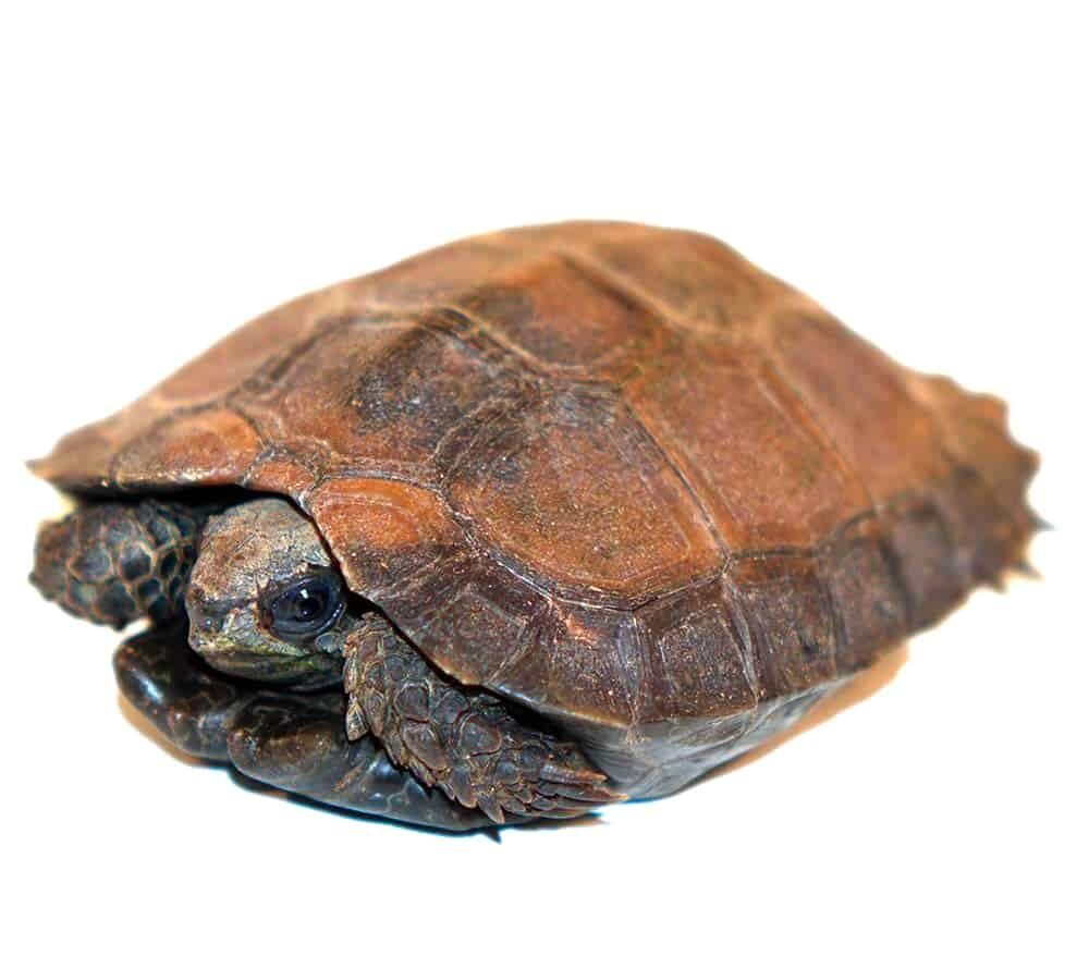 baby burmese black mountain tortoise for sale baby burmese black mountain tortoise for sale